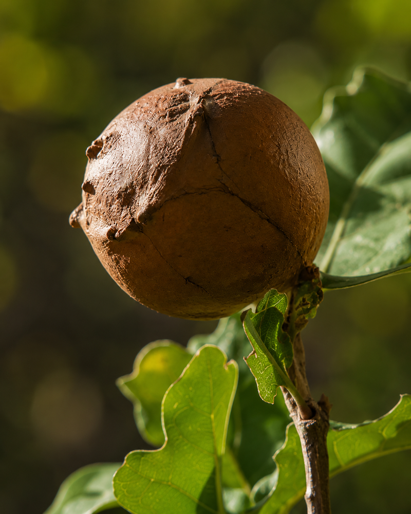 Fruto de agalla
